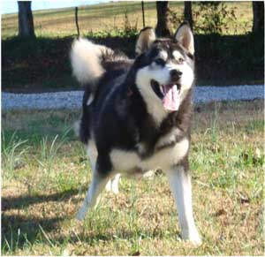 Hudsons Malamutes - Talon