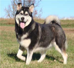 Hudsons Malamutes - Talon