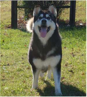 Hudsons Malamutes - Talon