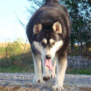 Hudsons Malamutes - Talon