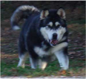 Hudsons Malamutes - Talon