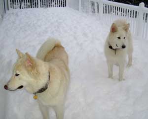 Hudons Malamutes - Tango and Cash