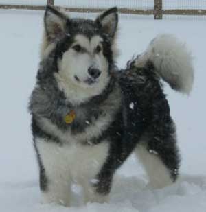 Hudsons Malamutes - Tank