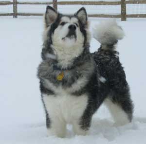 Hudsons Malamutes - Tank