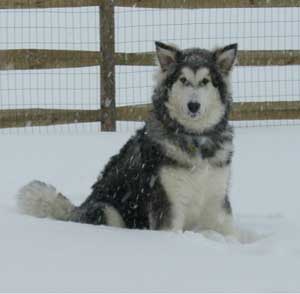 Hudsons Malamutes - Tank