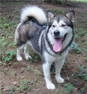 Hudsons Malamutes - Tanra 