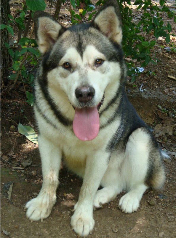 Hudsons Malamutes - Tanra 