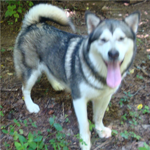 Hudsons Malamutes - Tanra 