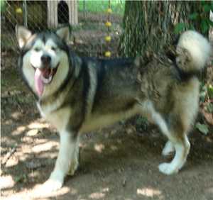 Hudsons Malamutes - Tanra 