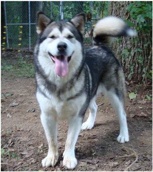 Hudsons Malamutes - Tanra 