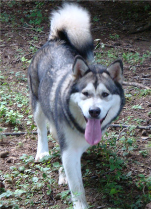 Hudsons Malamutes - Tanra 