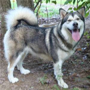 Hudsons Malamutes - Tanra 