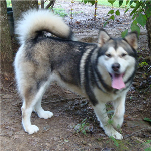 Hudsons Malamutes - Tanra 