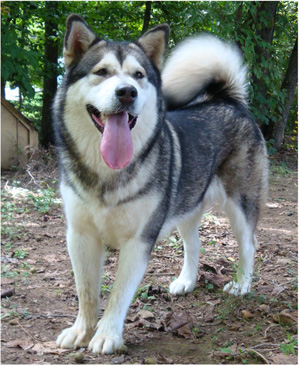 Hudsons Malamutes - Tanra 