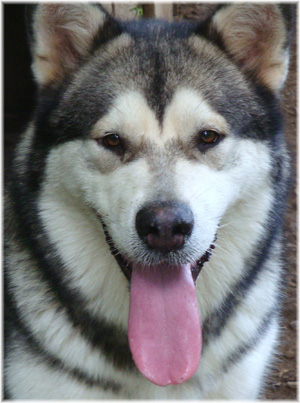 Hudsons Malamutes - Tanra 