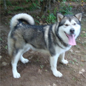 Hudsons Malamutes - Tanra 