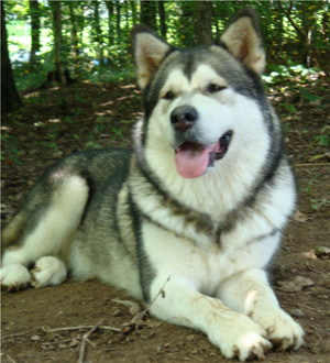 Hudsons Malamutes - Tanra 