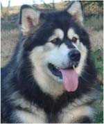 Hudsons Malamutes - Tarah