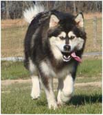 Hudsons Malamutes - Tarah