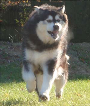 Hudsons Malamutes - Tarah