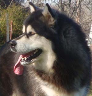 Hudsons Malamutes - Tarah