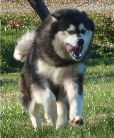 Hudsons Malamutes - Tarah