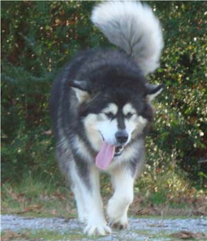 Hudsons Malamutes - Tarah