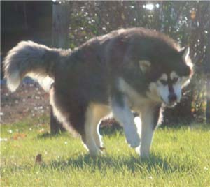 Hudsons Malamutes - Tarah