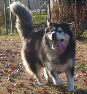 Hudsons Malamutes - Tarah