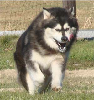 Hudsons Malamutes - Tarah