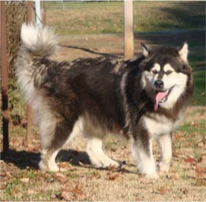 Hudsons Malamutes - Tarah