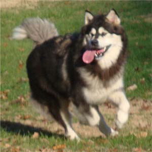 Hudsons Malamutes - Tarah