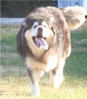 Hudsons Malamutes - Tarah