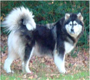 Hudsons Malamutes - Tarah