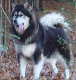 Hudsons Malamutes - Tarah