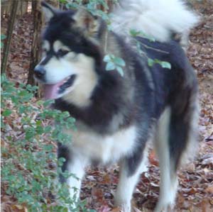 Hudsons Malamutes - Tarah