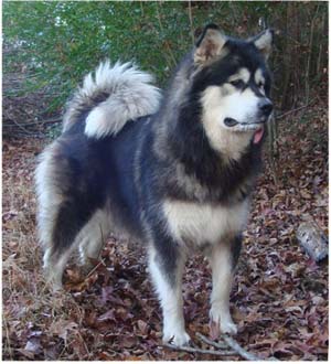 Hudsons Malamutes - Tarah