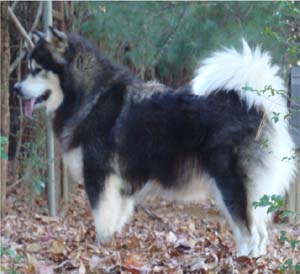 Hudsons Malamutes - Tarah