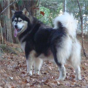 Hudsons Malamutes - Tarah