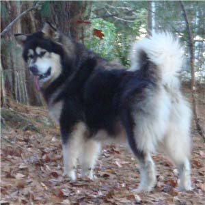 Hudsons Malamutes - Tarah