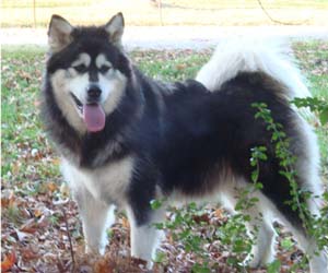 Hudsons Malamutes - Tarah