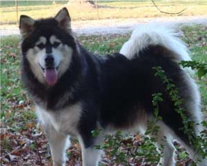 Hudsons Malamutes - Tarah