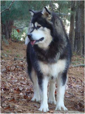 Hudsons Malamutes - Tarah