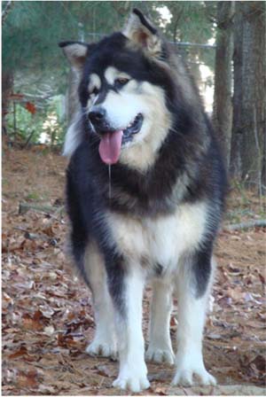 Hudsons Malamutes - Tarah