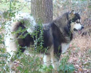 Hudsons Malamutes - Tarah