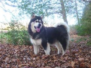 Hudsons Malamutes - Tarah