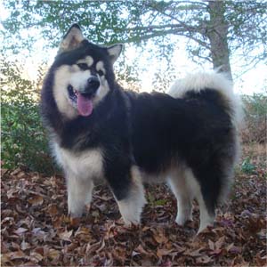 Hudsons Malamutes - Tarah