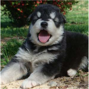 Hudsons Malamutes - Tarah