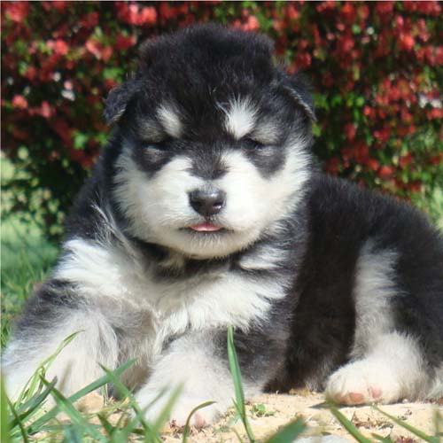 Hudsons Malamutes - Tarah