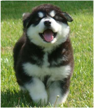 Hudsons Malamutes - Tarah